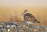 Image. Baird's Sandpiper
