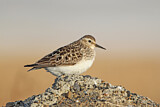 Image. Baird's Sandpiper