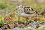 Image. Baird's Sandpiper