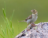 Image. Baird's Sparrow