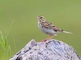 Image. Baird's Sparrow