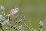 Image. Baird's Sparrow