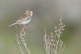 Image. Baird's Sparrow