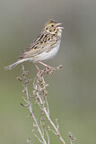 Image. Baird's Sparrow