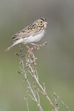 Image. Baird's Sparrow