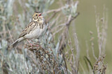 Image. Baird's Sparrow