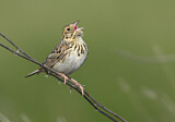 Image. Baird's Sparrow