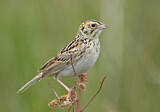 Image. Baird's Sparrow
