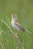 Image. Baird's Sparrow