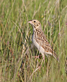 Image. Baird's Sparrow