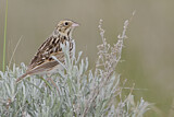 Image. Baird's Sparrow