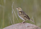 Image. Baird's Sparrow