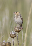 Image. Baird's Sparrow
