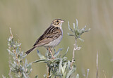 Image. Baird's Sparrow