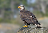 Image. Bald Eagle