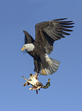 Image. Bald Eagle