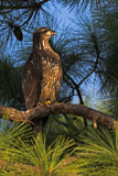 Image. Bald Eagle