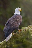Image. Bald Eagle