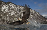 Image. Bald Eagle