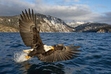 Image. Bald Eagle