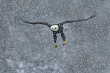 Image. Bald Eagle