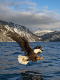 Image. Bald Eagle