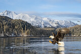Image. Bald Eagle