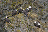 Image. Bald Eagle