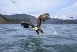 Image. Bald Eagle