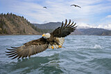 Image. Bald Eagle
