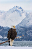 Image. Bald Eagle