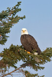 Image. Bald Eagle