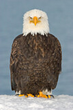 Image. Bald Eagle