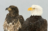 Image. Bald Eagle