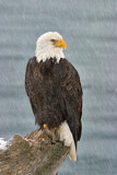 Image. Bald Eagle
