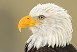 Image. Bald Eagle