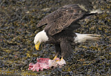 Image. Bald Eagle