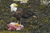 Image. Bald Eagle