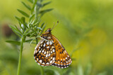 Image. Baldrian-Scheckenfalter