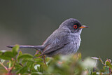 Image. Balearic Warbler
