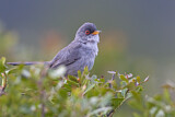 Image. Balearic Warbler