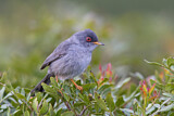 Image. Balearic Warbler