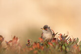 Image. Balearic Warbler
