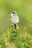 Image. Balearic Warbler