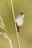 Image. Balearic Warbler