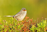 Image. Balearic Warbler