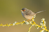 Image. Balearic Warbler