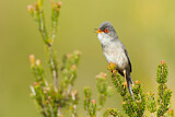Image. Balearic Warbler