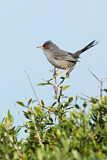 Image. Balearic Warbler