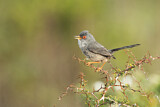 Image. Balearic Warbler